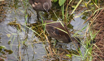 birds in wetland