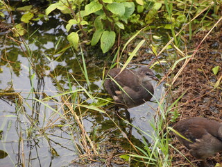 birds in wetland