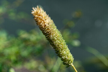 Macro photography, insects and plants in spring
