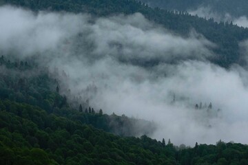 Morning fog creeps along the valley among the high mountains. Early morning in the mountains. The tops of pines stick out of the fog. Morning after a night shower.