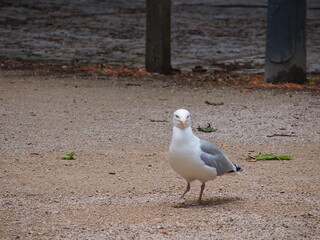 Obraz premium City birds