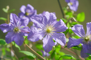 クレマチス　プリンス・チャールズ