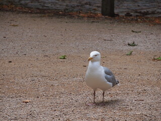 Obraz premium City birds