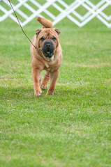 Sharpei