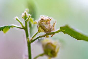 Macro photography, insects and plants in spring