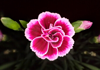 pink and white flower