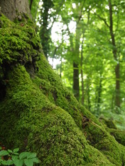 Green forest details