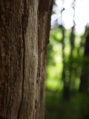 Green forest details