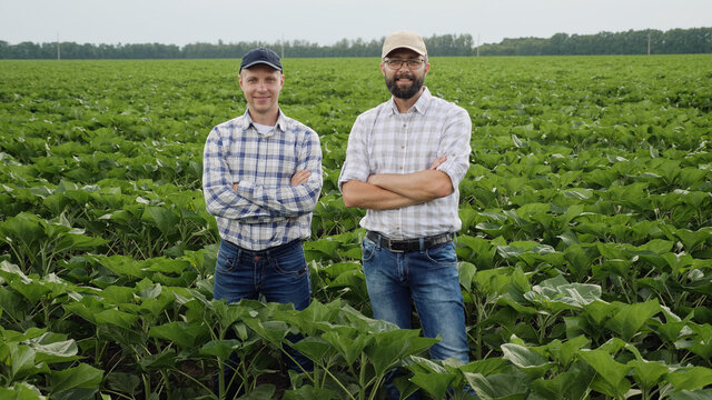 Portrait of two smiling successful farmers in a green sunflower field, men stand in the middle of the field and look at the camera