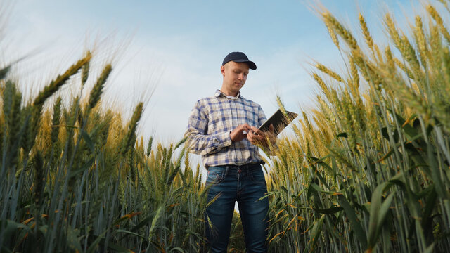 Young farmer works with a digital tablet in a wheat field, smart farm and quality control