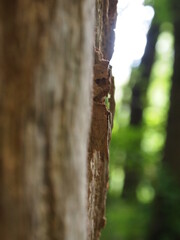 Green forest details