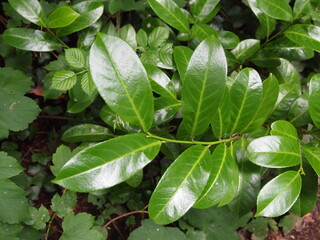 Green forest details