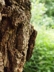 Green forest details
