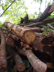 Fototapeta premium Green forest details