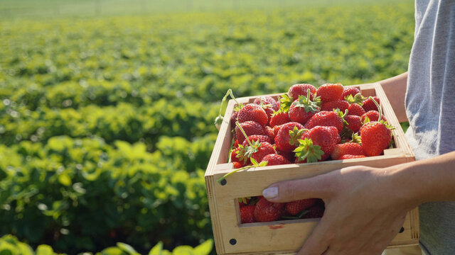 Close-up woman carries a full wooden box of ripe strawberries harvested on the field