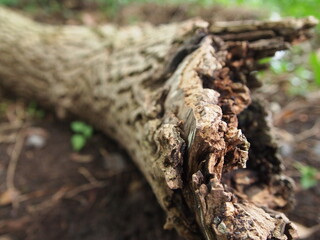 Green forest details