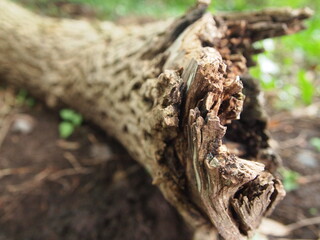 Green forest details