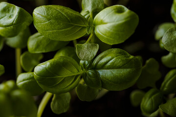Kitchen garden of herbs. Fresh Organic Green basil plant for healthy cooking. Fresh aromatic culinary herb in pot on windowsill. Lifestyle concept.