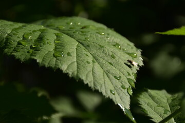 dew on leaf