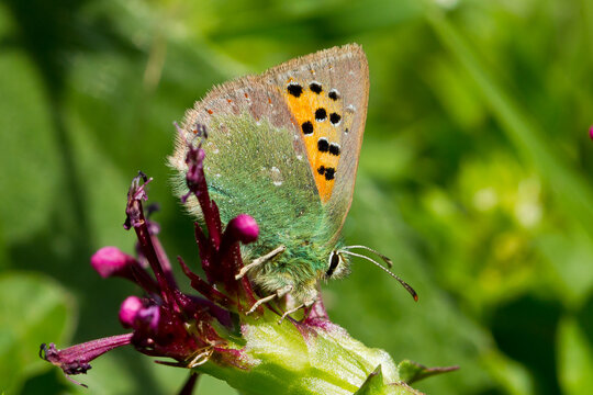 Butterfly, Lycaenidae,Tomares ballus, Provence hairstreak, inn on the branch with lilac flowers.