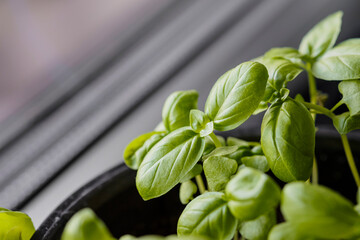 Kitchen garden of herbs. Fresh Organic Green basil plant for healthy cooking. Fresh aromatic...