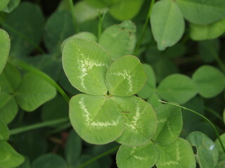 Four or six leaf clover