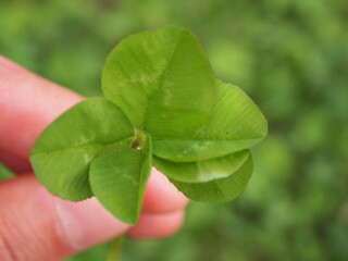 Four or six leaf clover