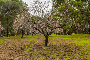 Obraz premium Beautiful flowers in spring season,