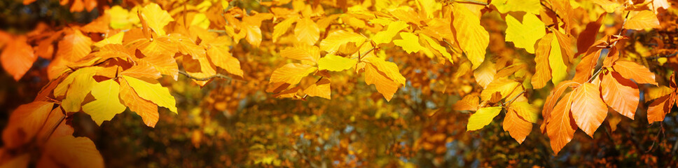 Autumnal  leaves branches, golden autumn, bokeh background. Nature autumnal background. Autumnal forest.