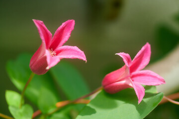 クレマチス　プリンセス・ダイアナ