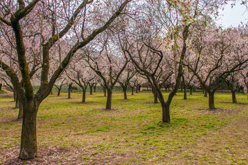 Beautiful flowers trees in spring season