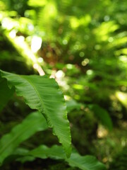 Green forest details