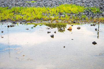green grass  with rock in pond with bright sky reflect on surface and dragonfly
