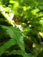 Green forest details