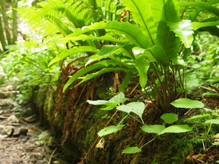 Green forest details