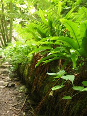 Green forest details