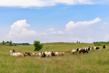 A flock of sheep in the wild