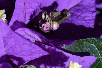 Macro photography, insects and plants in spring