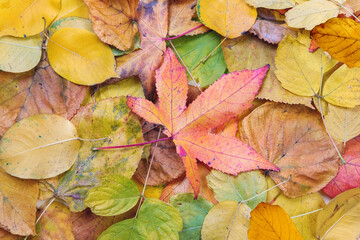 Dry orange autumn mixed leaves natural background