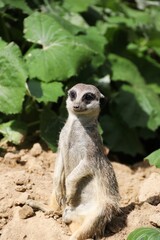 Fototapeta premium Curious Meerkat is watching you