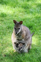 Naklejka na ściany i meble Kangaroo Mami with her Baby