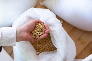 Caucasian man holding malt in a brewery
