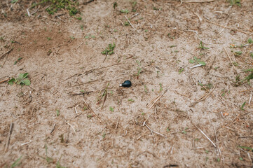 A small black bug creeps on the ground. Lone insect. Photography, concept.