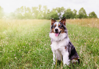 Beautiful juvenile male Blue Merle Australian Shepherd dog sitting calmly in a sunny summer field.  Selective focus with blurred background.