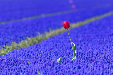 Selective focus of beautiful one single wild red tulip in between the purple flowers, Meadow of Muscari armeniacum during spring season, Nature floral background, Tulips festival in Netherlands. - Powered by Adobe