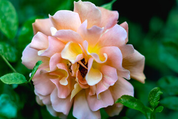 Fototapeta na wymiar natural floral background scarlet, crimson lush rose closeup