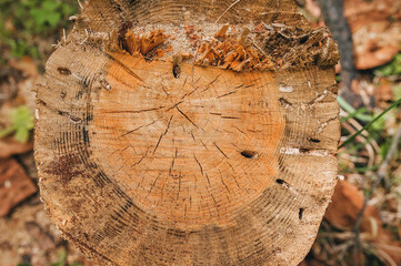 The texture of sawn pine stump, wood with cracks and holes inside. Photography, concept, top view.