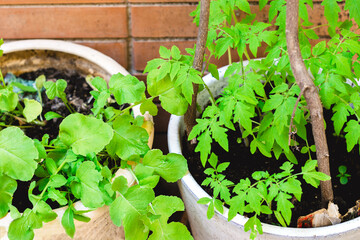 seedlings of tomatoes and radishes in containers, pots,