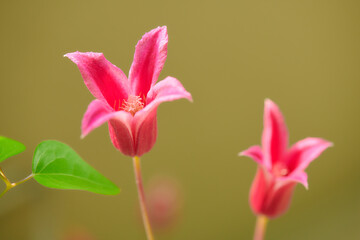 クレマチス　プリンセス・ダイアナ