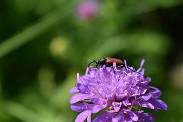 Blutroter Halsbock, Anastrangalia sanguinolenta, Weibchen auf Ackerwitwenblume, Wildtiere im Garten dank Wildblumen, artenvielfalt